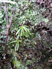 Abrotanella linearis