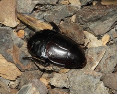 Nyctibora tetrasticta