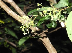 Zanthoxylum arborescens