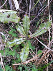 Quintinia serrata