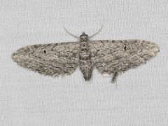 Eupithecia behrensata