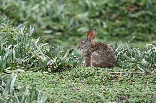 Andean Cottontail