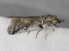 Laetilia dilatifasciella