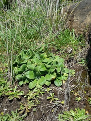 Craspedia uniflora maritima