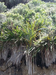 Phormium