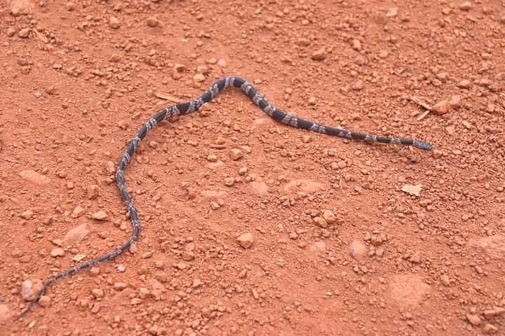 Common Spotted Night Snake
