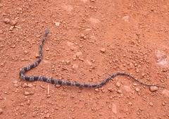 Common Spotted Night Snake photo 2