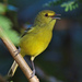 Mangrove Vireo - Photo (c) Ad Konings, some rights reserved (CC BY-NC), uploaded by Ad Konings