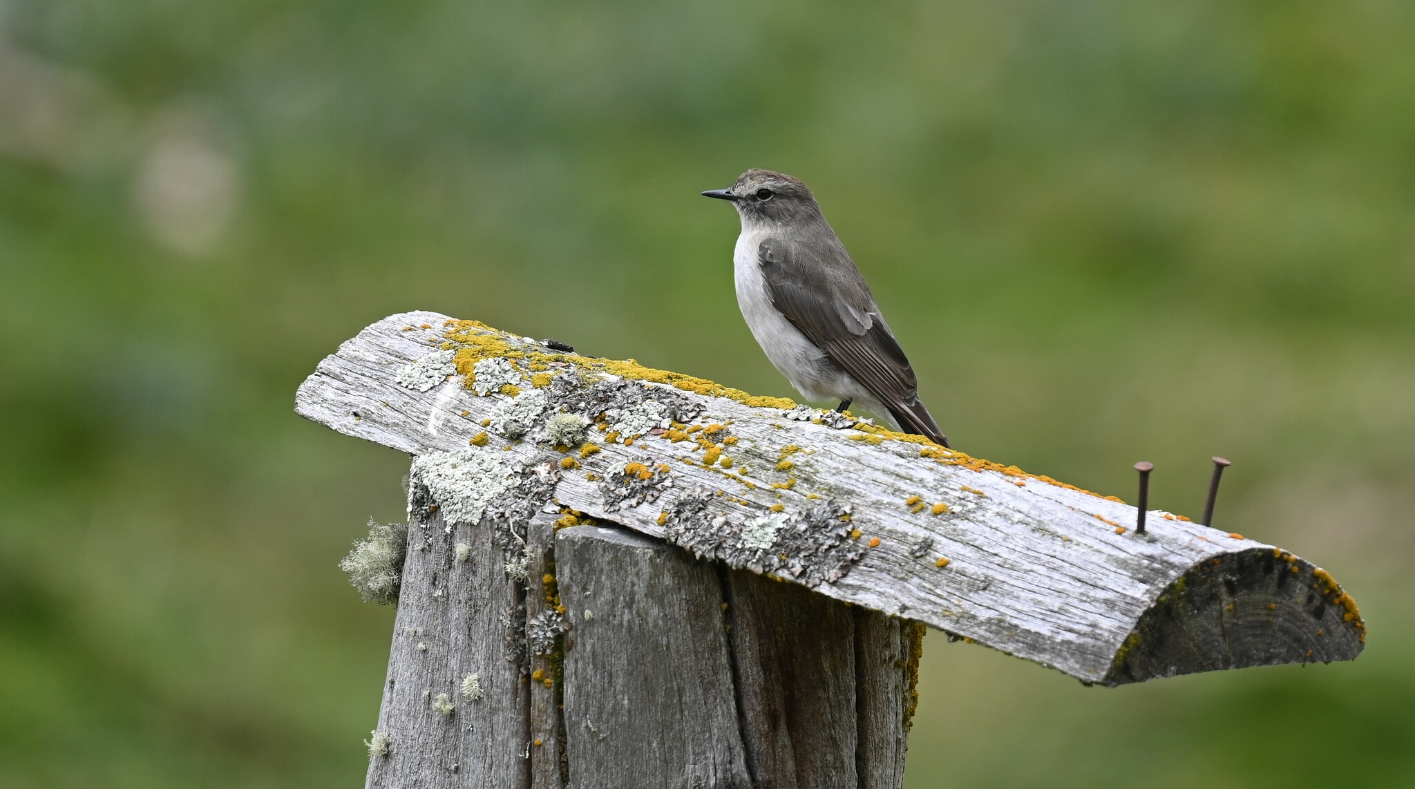 Paramo Ground Tyrant (Muscisaxicola alpinus), photo 7
