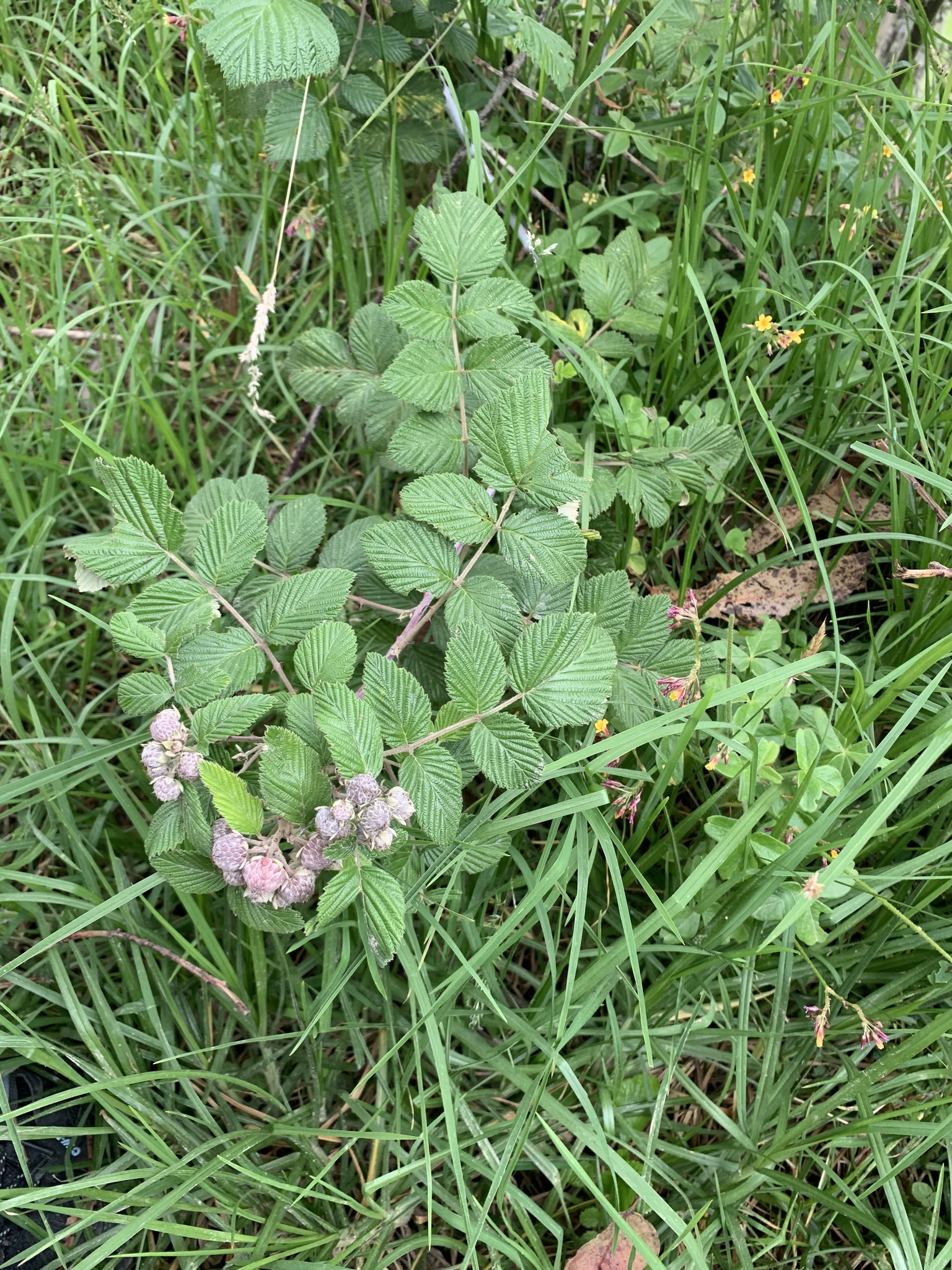 Rubus image