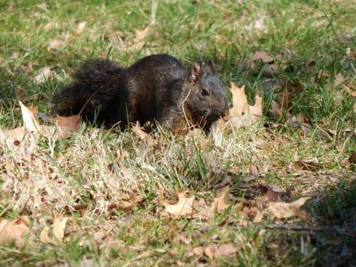 Eastern Gray Squirrel photographed in Kentucky