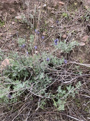 Lavandula multifida image