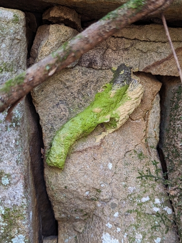 Organ pipe mud dauber