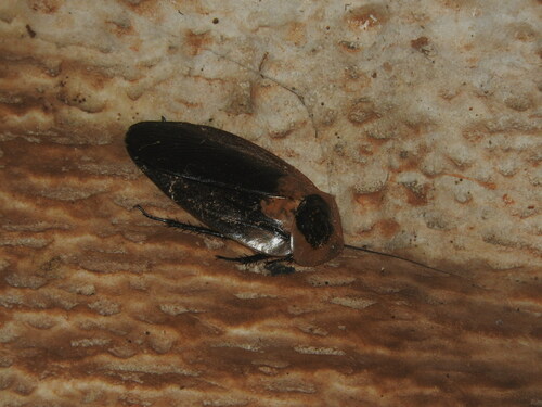Cucaracha Cabeza de Muerte