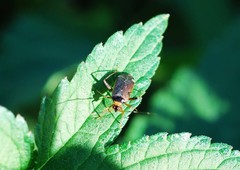 Adelphocoris triannulatus