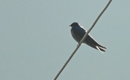 Brown-bellied Swallow (Orochelidon murina), photo 7