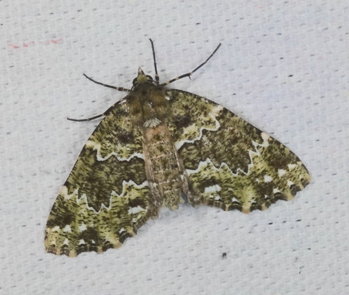 Cidariophanes brigitta