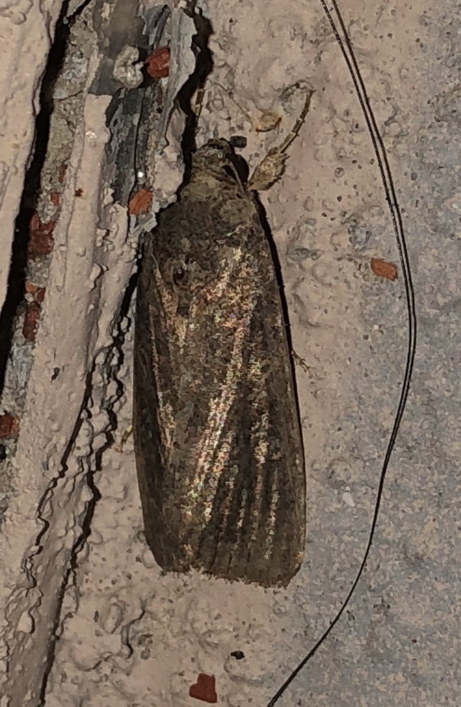 Fall Armyworm Moth from 14433 S Padre Island Dr, Corpus Christi, TX, US ...