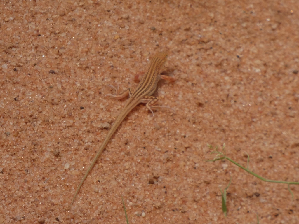 Brenner's Racerunner