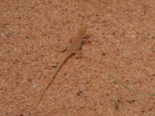Brenner's Racerunner, Pseuderemias brenneri
