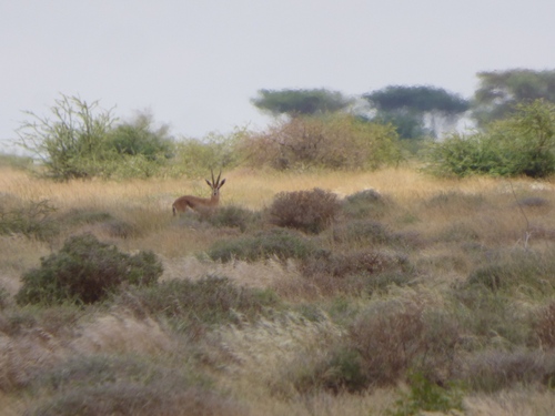 Speke's Gazelle