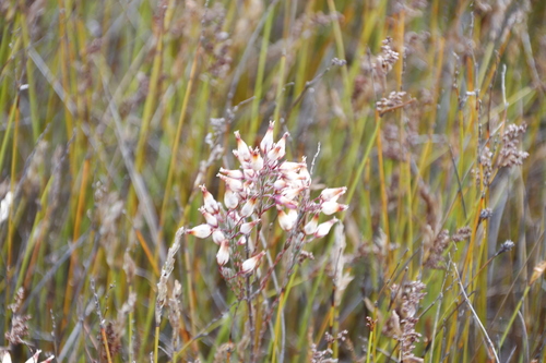 Image of Erica supranubia by (c) Tony Rebelo, some rights reserved (CC BY-SA)