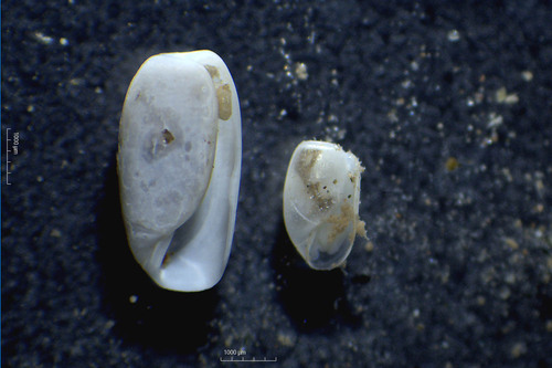 Cylichna alba, 2023-02-28
