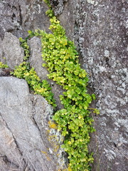 Peperomia urvilleana