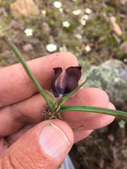 Calochortus nigrescens