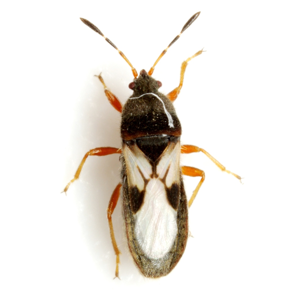 Southern Chinch Bug