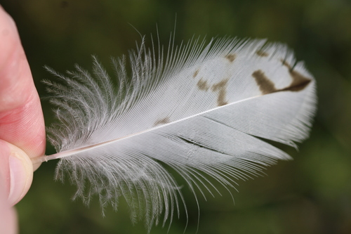 Plume de Courlis cendré