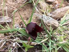 Calochortus nigrescens
