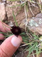 Calochortus nigrescens
