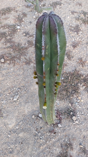 Image of Baby saguaros without arms by (c) Sinead Gómez, some rights reserved (CC BY)