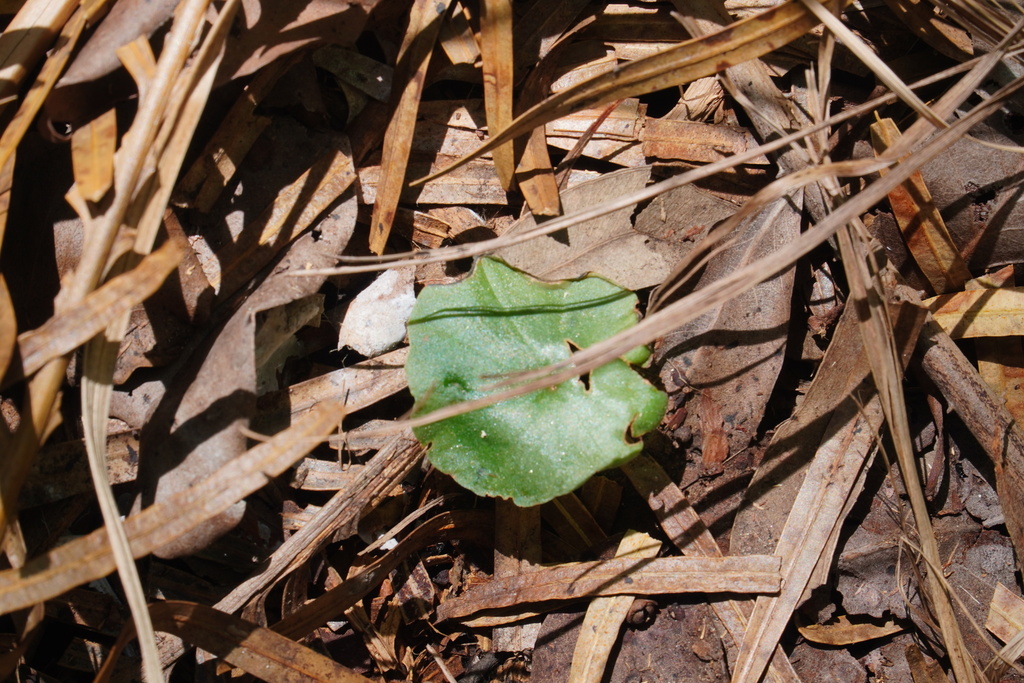 Nervilia peltata