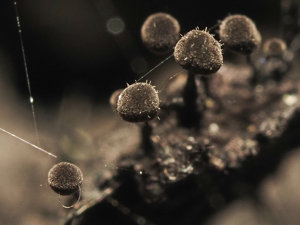 Eurotiomycetes