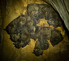 Buffy Broad-Nosed Bat photo 3