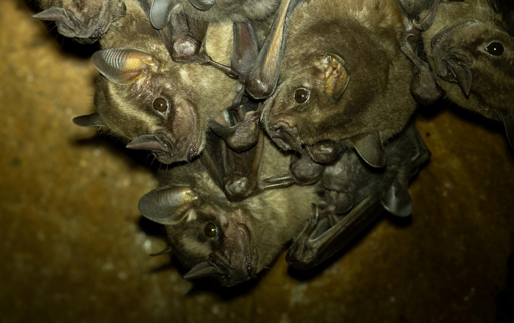 Buffy Broad-Nosed Bat