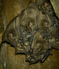 Buffy Broad-Nosed Bat photo 2