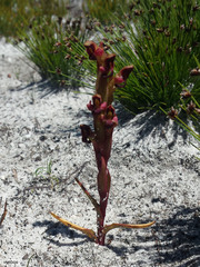 Disa rufescens