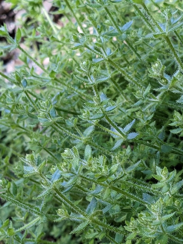 Image of Galium californicum by no rights reserved