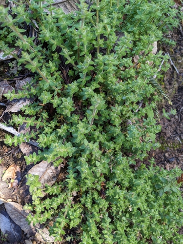 Image of Galium californicum by no rights reserved