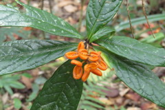 Pittosporum rubiginosum