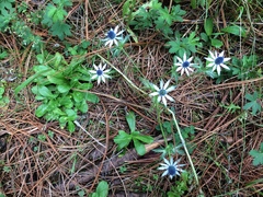 Eryngium heterophyllum