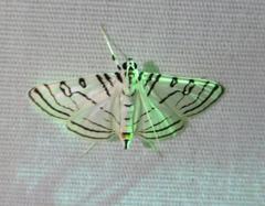 Conchylodes concinnalis
