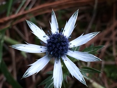 Eryngium heterophyllum