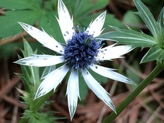 Eryngium heterophyllum