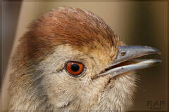 Rufous-Capped Antshrike photo 4