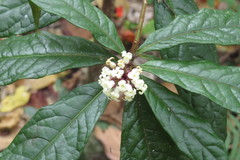 Pittosporum rubiginosum