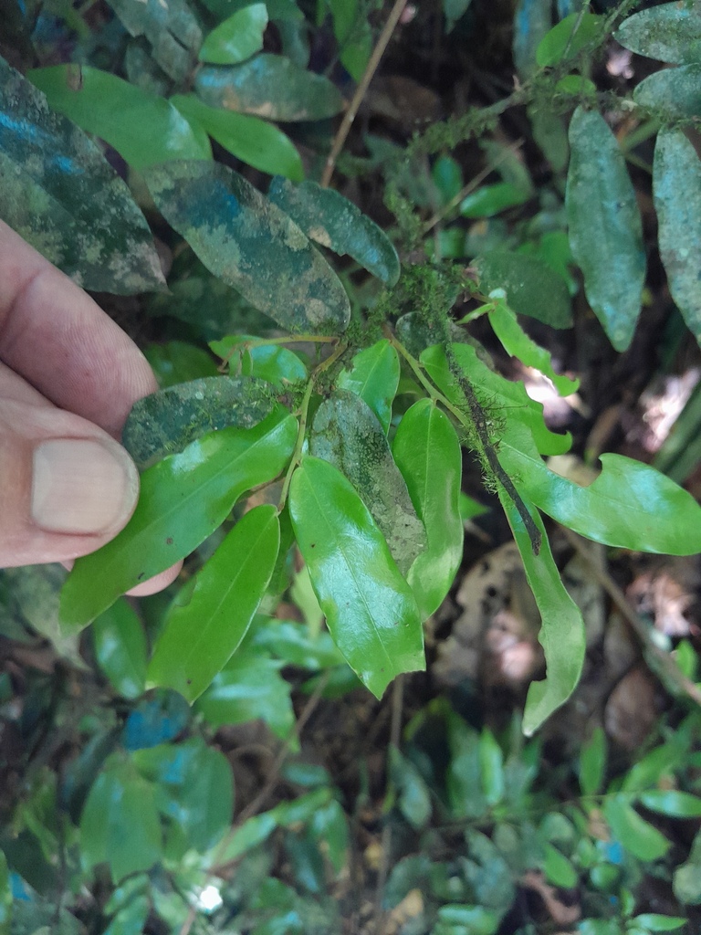 Polyalthia johnsonii